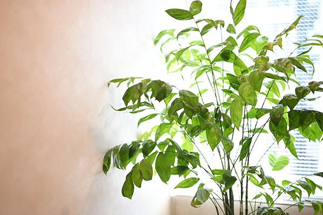 観葉植物